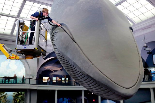 An exhibition maintenance manager vacuums the museum's 94-foot-long blue whale model.